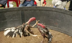 đá gà GA28 tại N88