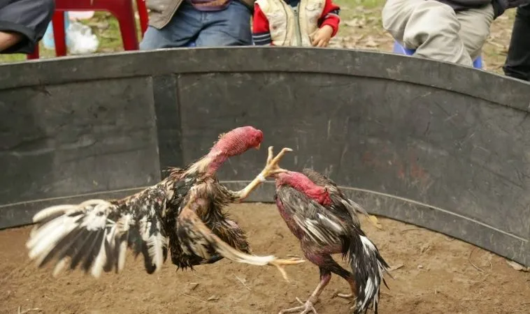 đá gà GA28 tại N88